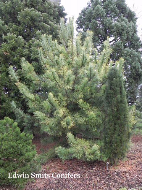 Pinus nigra 'Goldfingers'